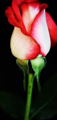 This phone live wallpaper exhibits a lovely floral arrangement with a single red and white rose with pink and green accents on a black background