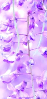 This phone live wallpaper offers a beautiful digital rendering of purple flowers