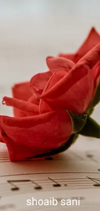 Enhance your phone's screen with this exquisite live wallpaper featuring a bright red rose elegantly placed over a music sheet