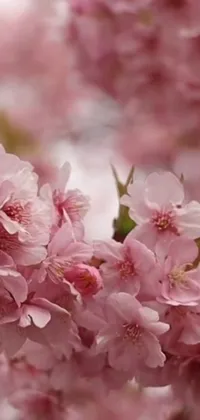 This stunning phone live wallpaper displays a close-up view of pink flowers inspired by Japanese artwork, creating a romantic and ethereal feel