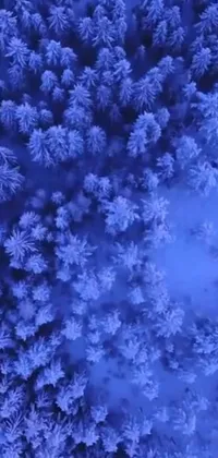 "Immerse yourself in the winter wonderland with this captivating blue live wallpaper depicting a snow-covered forest as seen from the sky