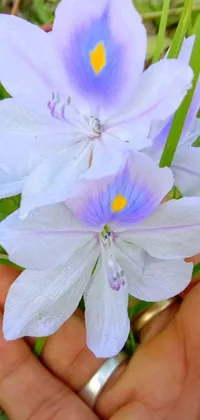 This phone live wallpaper features a beautiful purple flower held by a person's hand