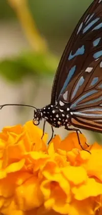 This live wallpaper showcases a breathtaking close-up of a delicate butterfly perched on a marigold flower