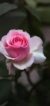 This phone live wallpaper features a stunning close-up of a pink rose with green leaves set against a white background
