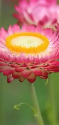 This phone live wallpaper showcases a stunning close-up view of a pink flower in full bloom with a gorgeous yellow center