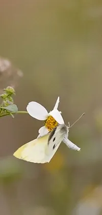 This <a href="/">stunning phone live wallpaper</a> depicts a mustard-colored butterfly perched on top of a white flower