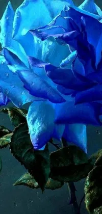 This phone live wallpaper showcases a stunning close-up of a bright blue rose with leaves