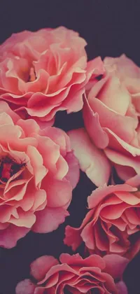 Decorate your phone's screen with the mesmerizing pink roses live wallpaper