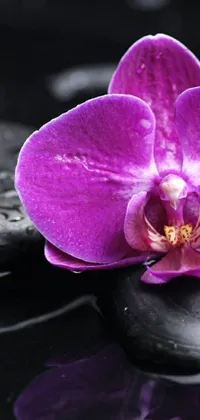 This exquisite live phone wallpaper portrays a gorgeous purple orchid bloom gracefully nestled on a sleek black rock