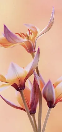 This phone live wallpaper showcases a vibrant close-up of a flower in warm shades of pink and orange in a vase
