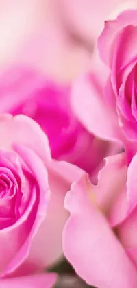 Download Mesmerizing Pink Rose on your iPhone Wallpaper