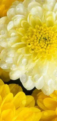 This phone live wallpaper showcases a stunning close-up of yellow and white chrysanthemum eos-1d flowers, dotted with glistening water droplets
