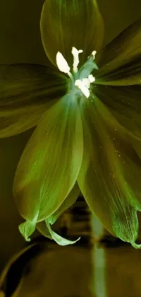 This mobile live wallpaper showcases a stunning macro photograph of a flower in a vase
