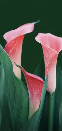 This live phone wallpaper features two pink flowers resting on green leaves