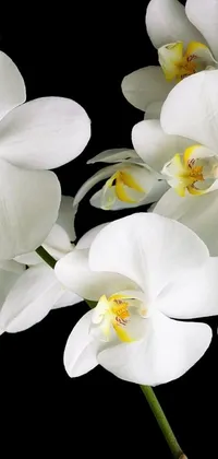 This phone live wallpaper showcases a spellbinding close-up view of a stunning bouquet of white flowers, anchored by a magnificent 3D orchid flower
