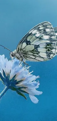 This intricate live wallpaper showcases a delicate butterfly perched on a flower, captured in macro detail and offering a soothing color scheme of white and pale blue
