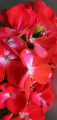 This phone live wallpaper showcases a photorealistic close-up of luxurious red flowers, specifically a type of verbena, emphasizing their youthful and energetic nature
