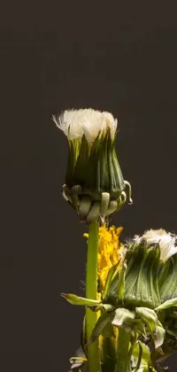 This live phone wallpaper features a detailed macro photograph of a flower in a vase with dandelion seeds floating in the air
