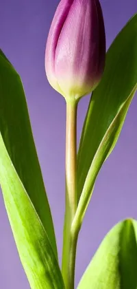 Decorate your phone with this breathtaking live wallpaper featuring a stunning close-up of a beautiful tulip flower within a vase