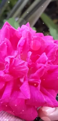 This stunning phone live wallpaper showcases a pink rose flower with a huge head, held delicately by a person with bright fuchsia skin