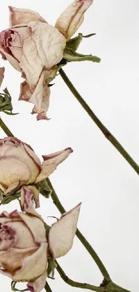 Flower Plant Petal Live Wallpaper