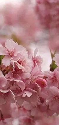 This live phone wallpaper showcases a beautiful close-up of pink flowers in 480p resolution