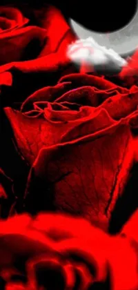 This phone live wallpaper depicts a beautiful close up of red roses in a digital art rendition