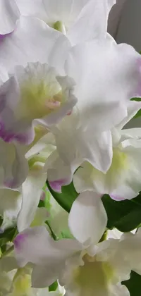 This live wallpaper for your phone features a close-up view of white flowers with hints of purple accents