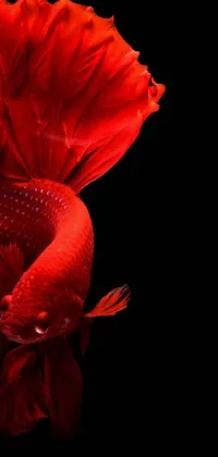 This live wallpaper features a stunningly realistic photograph of a red fish on a black background, complete with intricate details of its scales and fins