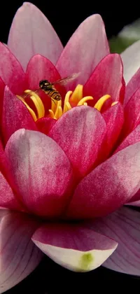 This live wallpaper features a charming pink flower sitting atop a vibrant green leaf, set against a serene lily pad