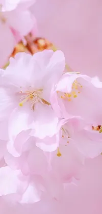 This phone live wallpaper showcases stunning pink flowers in full bloom against a soothing background