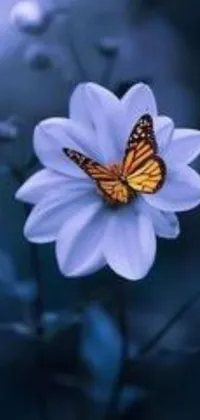 This stunning live wallpaper features a beautiful butterfly perched atop a white flower