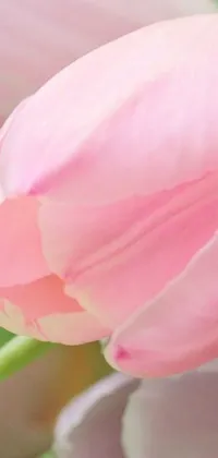 This stunning live wallpaper features a close-up shot of beautiful pink tulips captured by a skilled photographer