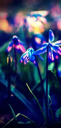 This live wallpaper features two purple flowers on a green field, digitally rendered by Alexander Bogen in a lomo style