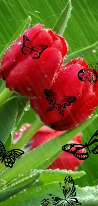 This live wallpaper features a bouquet of gorgeous red tulips covered in butterflies on a rainy background
