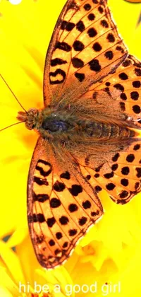 This stunning phone live wallpaper showcases a beautiful yellow flower with a butterfly perched delicately atop it