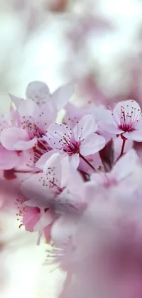 This phone live wallpaper features a close-up view of delicate pink flowers with ultra-intricate details of the petals and stamen