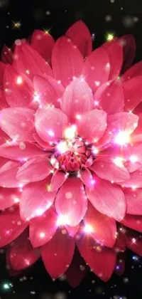 This mesmerizing live phone wallpaper features a vibrant pink flower set against a dark background