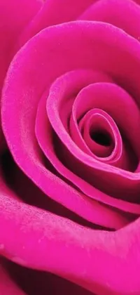 This 3D phone wallpaper features a beautiful pink rose flower with vibrantly coloured, sculpted petals