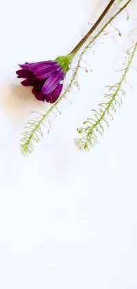 This stunning phone live wallpaper features a beautiful purple flower on a white table, with a simplistic and minimalistic design