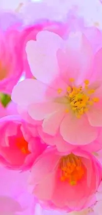 This phone live wallpaper features a stunning close-up of pink flowers with a blurred sakura bloom background