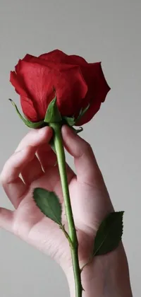 Looking for a soothing and romantic live wallpaper for your phone? Check out this beautiful design featuring a delicate red rose being held in a hand shown in profile