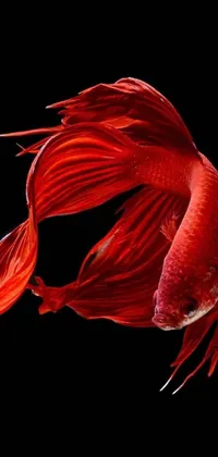 This stunning phone live wallpaper features a close-up view of a vibrant red fish swimming gracefully in its aquatic environment
