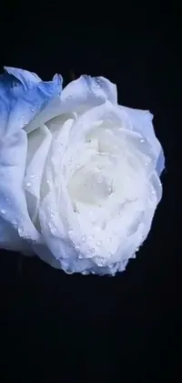 This mesmerizing live wallpaper showcases a white rose with dew teardrops on its delicate petals set against a beautiful blue backdrop