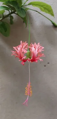 This Pink Flower Hanging Live Wallpaper depicts a captivating pink h