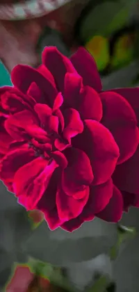 This stunning phone live wallpaper showcases a captivating close-up of a red flower in a vase