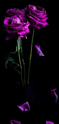 This stunning phone live wallpaper features a close-up of two purple roses in a vase, set against a black background for added contrast