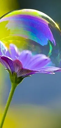 This phone live wallpaper features a striking image of a purple flower with a soap bubble resting atop it