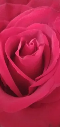 This exquisite live wallpaper depicts a close-up of a red rose in a vase, set against a fuschia pink background