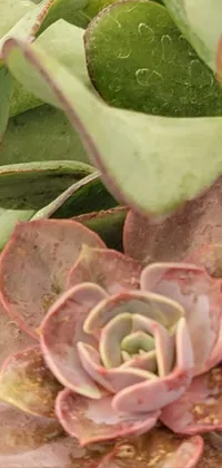 Looking for a unique and beautiful live wallpaper? This patchy cactus process art design features a stunning close-up of a flower on a plant, adding a pop of color to your phone screen